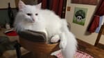 Desk Nest review — For when your cat won't let you work unsupervised