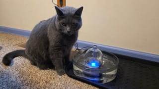 Brook Glass Pet Fountain review — Safe, hygienic, flowing water for your pets